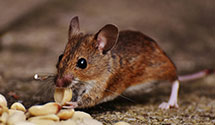 24 Hour & Emergency Exterminators in Tallega, KY